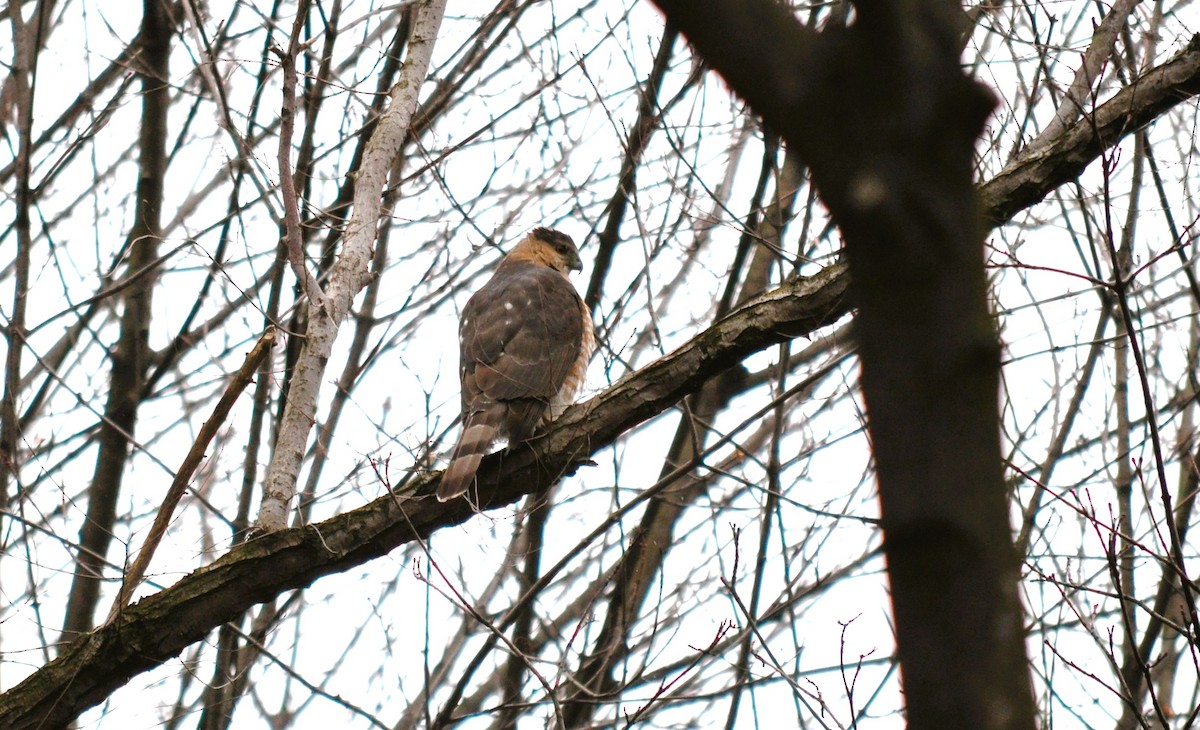 Cooper's Hawk - ML615871043