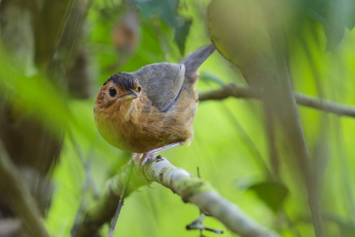 Brown-capped Babbler - ML615871071