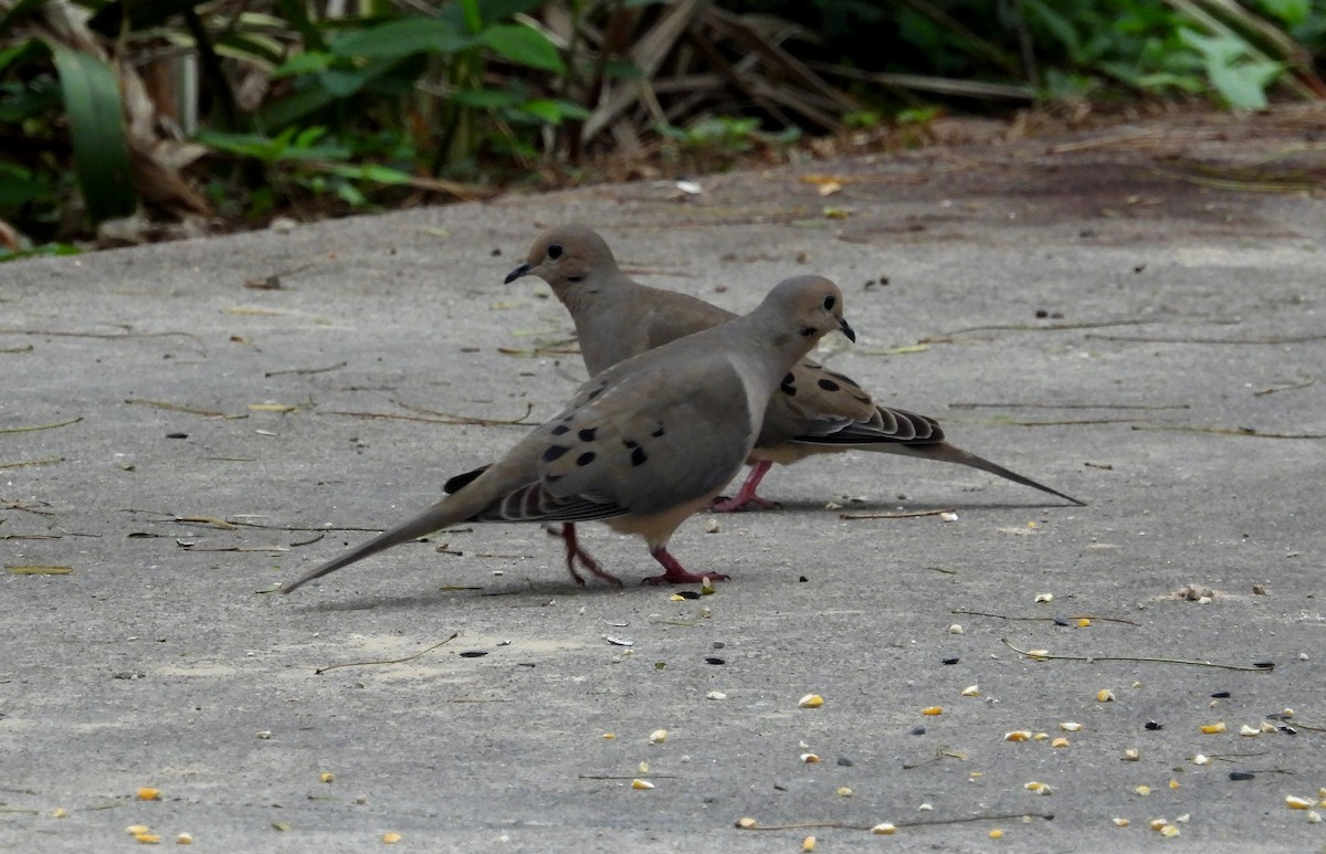 Mourning Dove - ML615871170