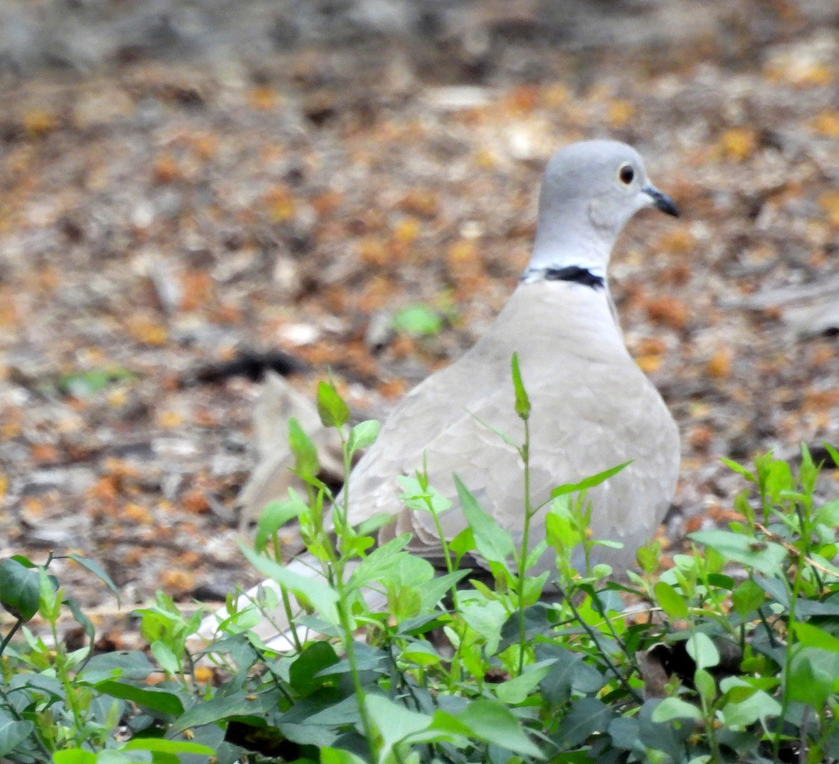 Eurasian Collared-Dove - ML615871177