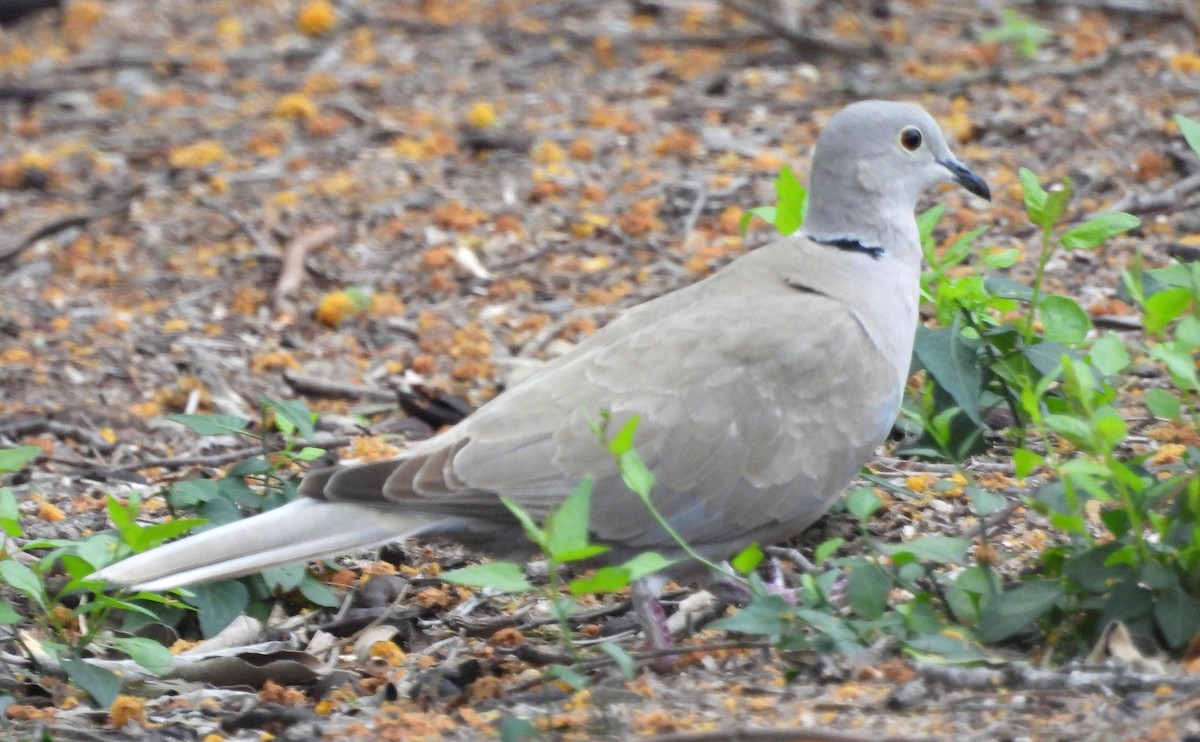 Eurasian Collared-Dove - ML615871178