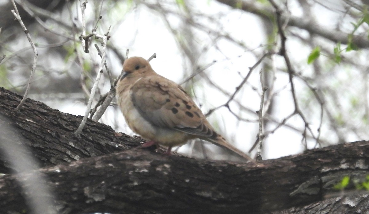 Mourning Dove - ML615871183