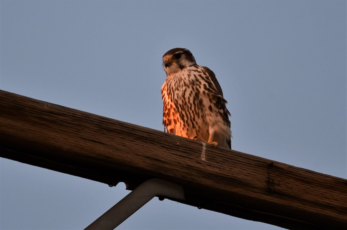 Prairie Falcon - Lael Rudisill