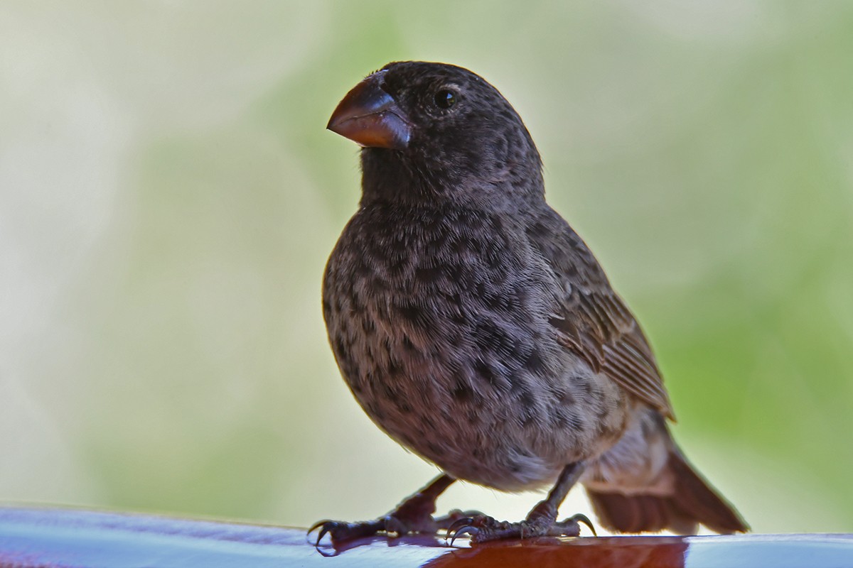 Large Ground-Finch - ML615871218