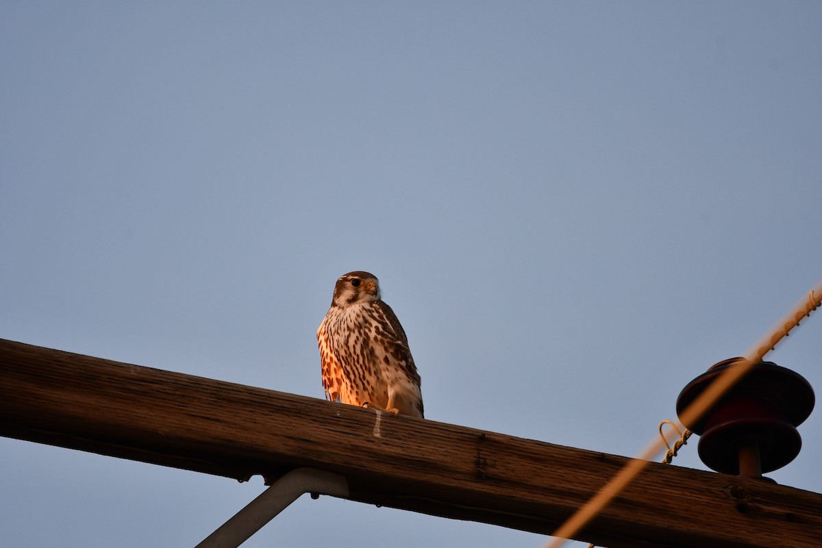 Prairie Falcon - ML615871256