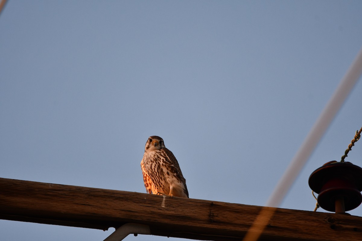 Prairie Falcon - ML615871257