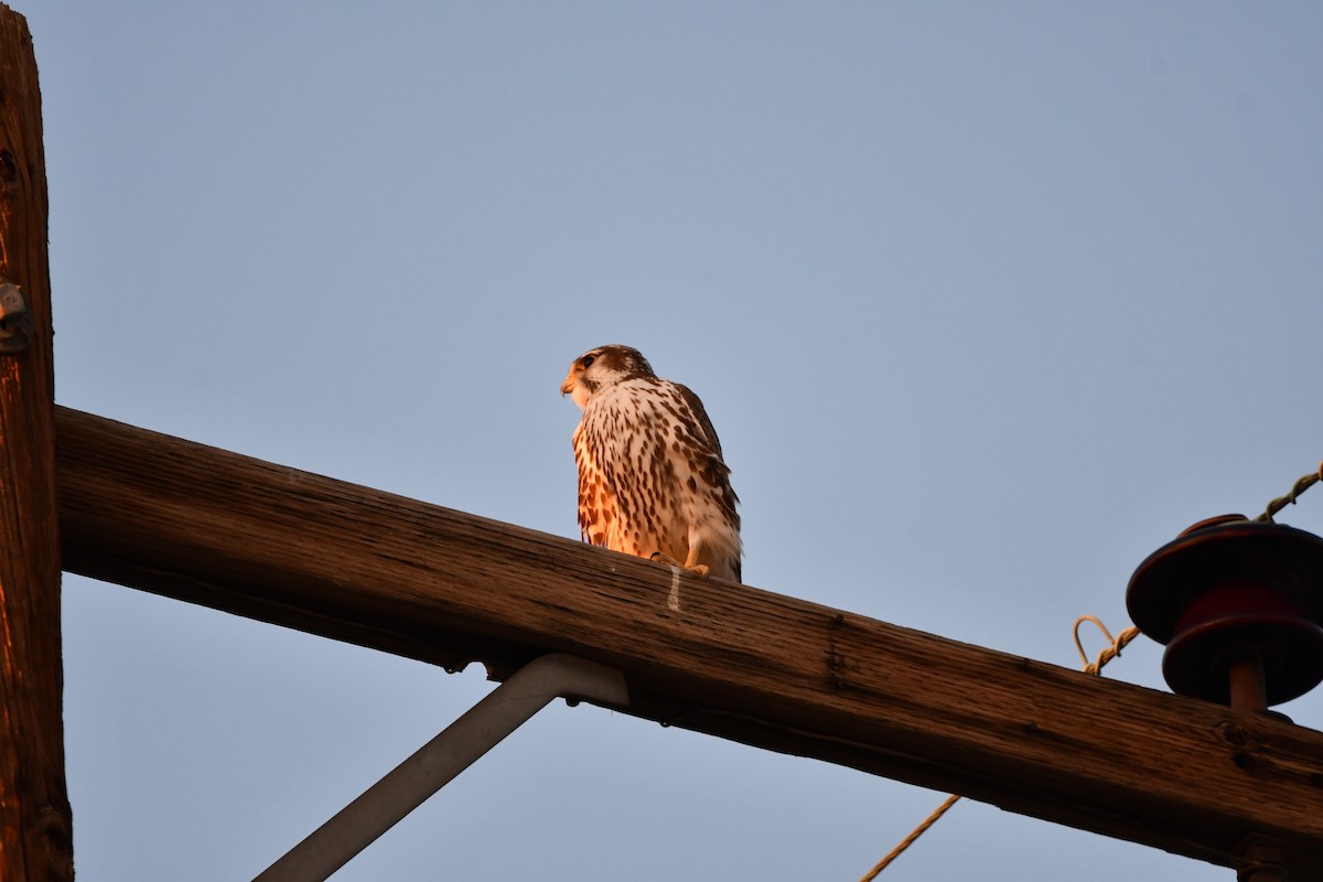 Prairie Falcon - ML615871259