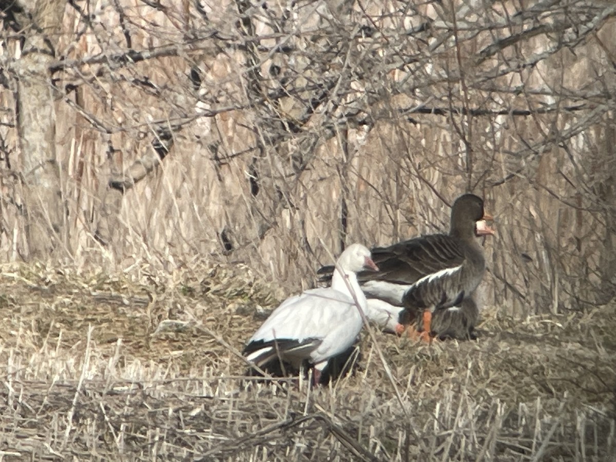 Snow Goose - Aaron Stutz