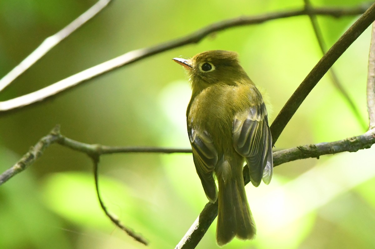 Yellowish Flycatcher - ML615871325