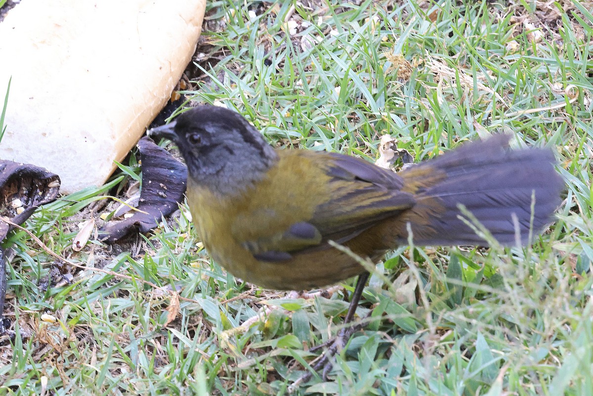 Large-footed Finch - ML615871330