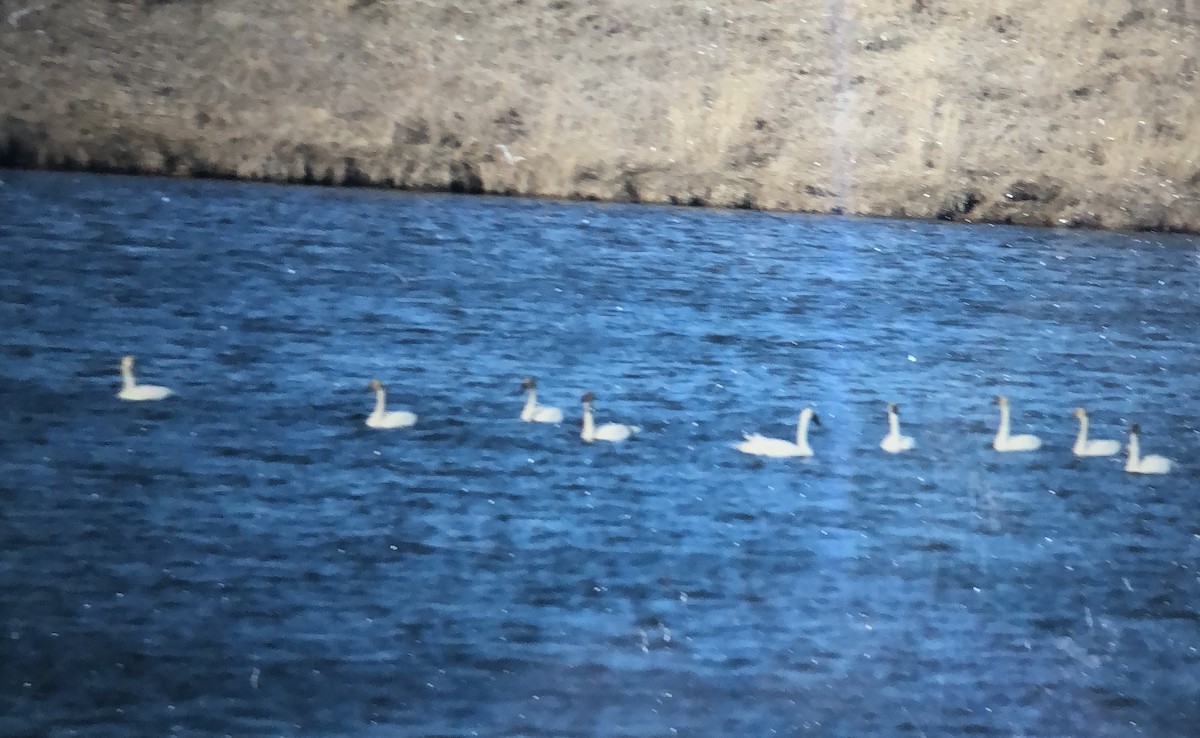 Trumpeter Swan - Ed M. Brogie