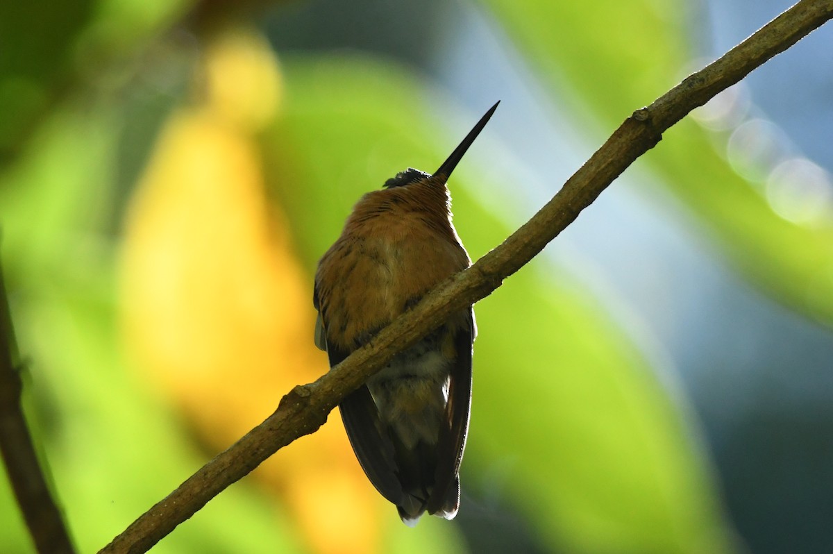 kolibřík pokřovní - ML615871351