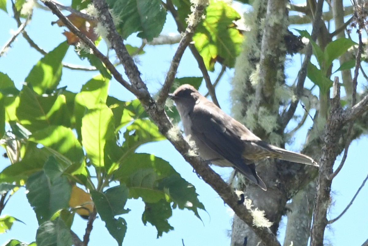 Mountain Thrush - ML615871381