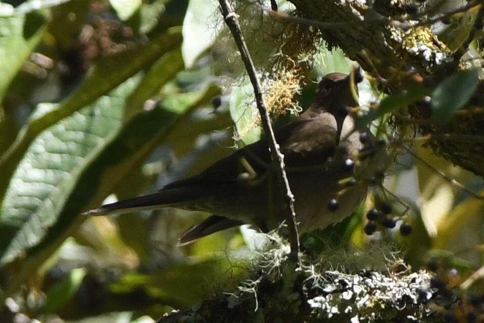 Mountain Thrush - Kiah R. Jasper