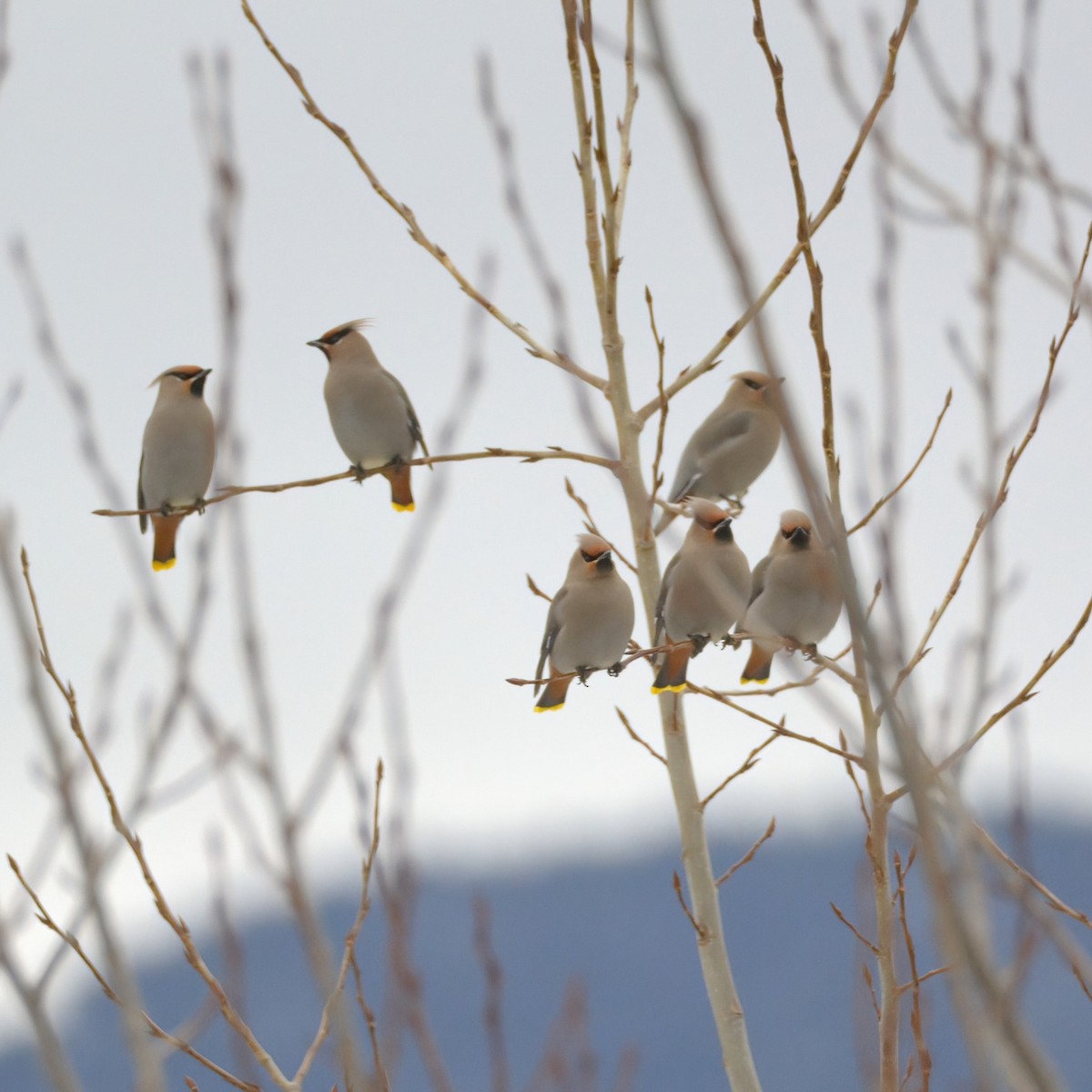 Bohemian Waxwing - ML615871427