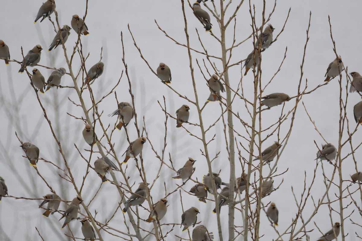 Bohemian Waxwing - ML615871429