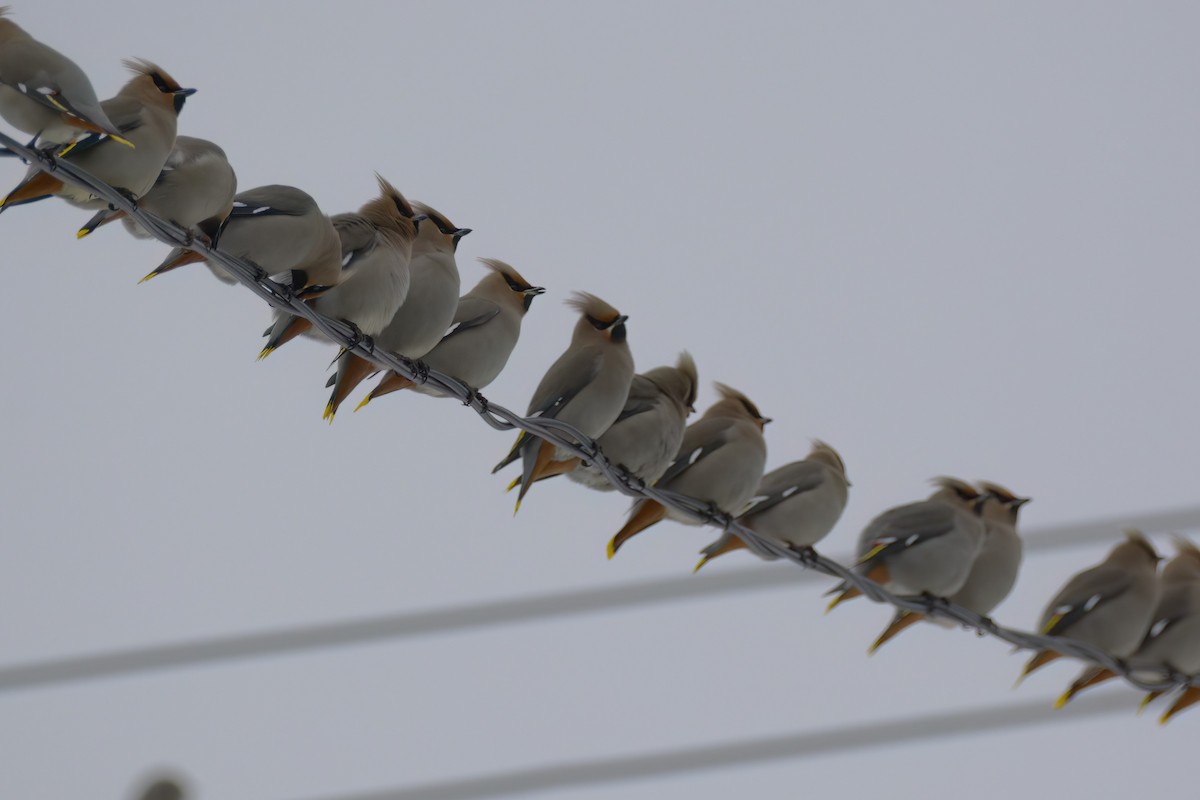 Bohemian Waxwing - ML615871430
