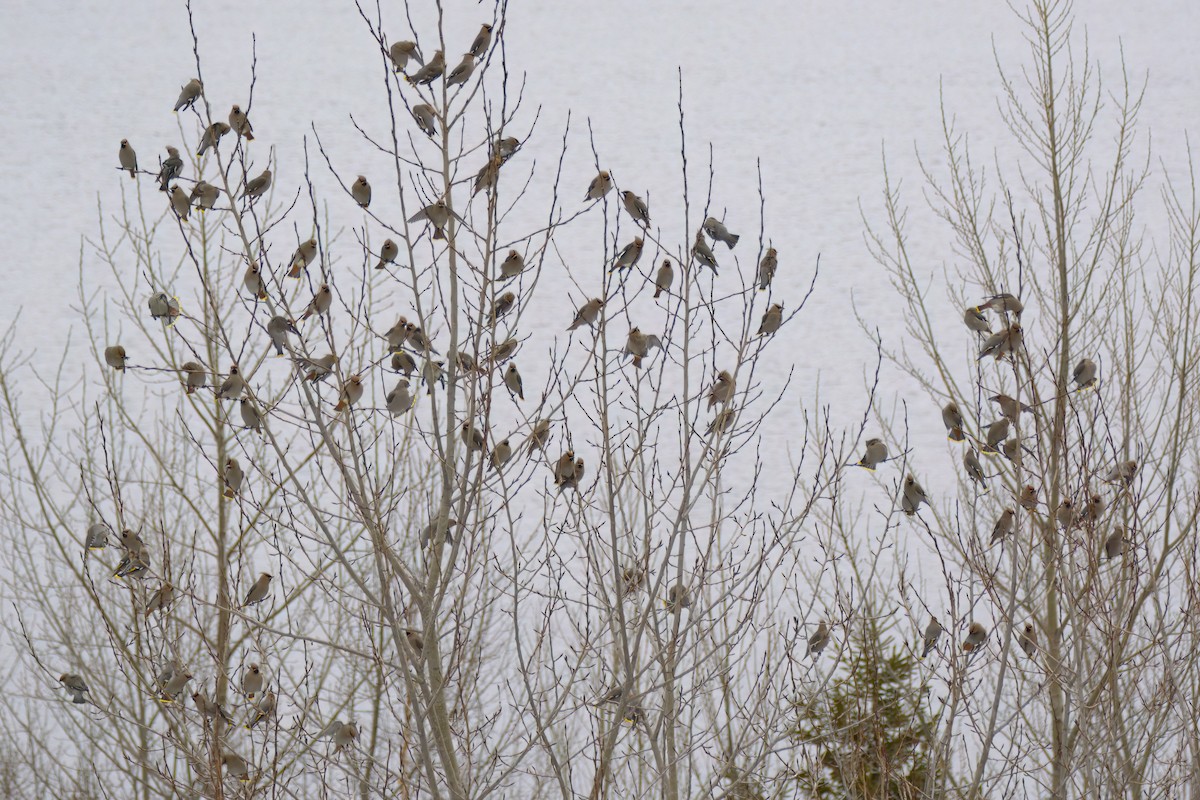 Bohemian Waxwing - ML615871431