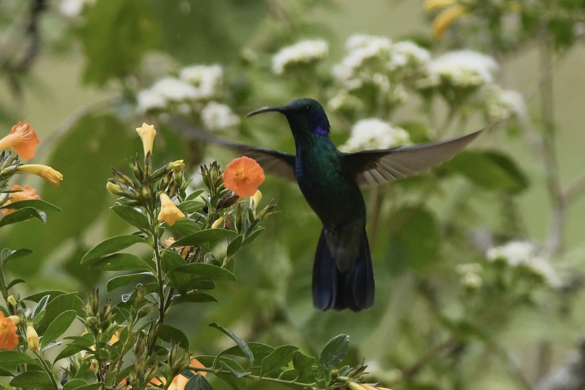 kolibřík modrouchý - ML615871517