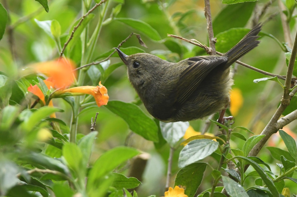 Slaty Flowerpiercer - ML615871548