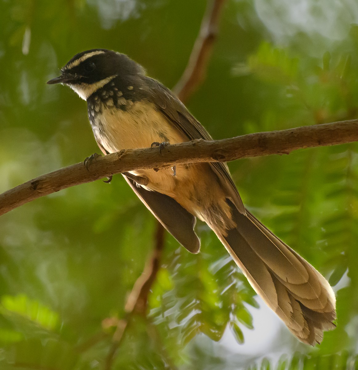 Spot-breasted Fantail - ML615871551