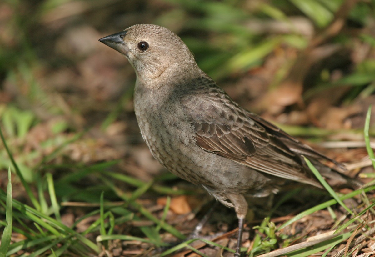 Brown-headed Cowbird - Lyann Comrack