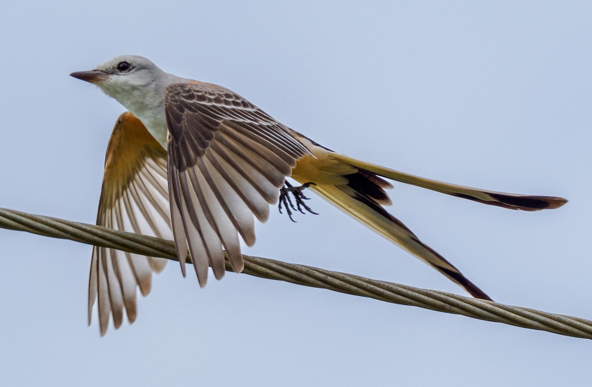 Scissor-tailed Flycatcher - Daniel Singer