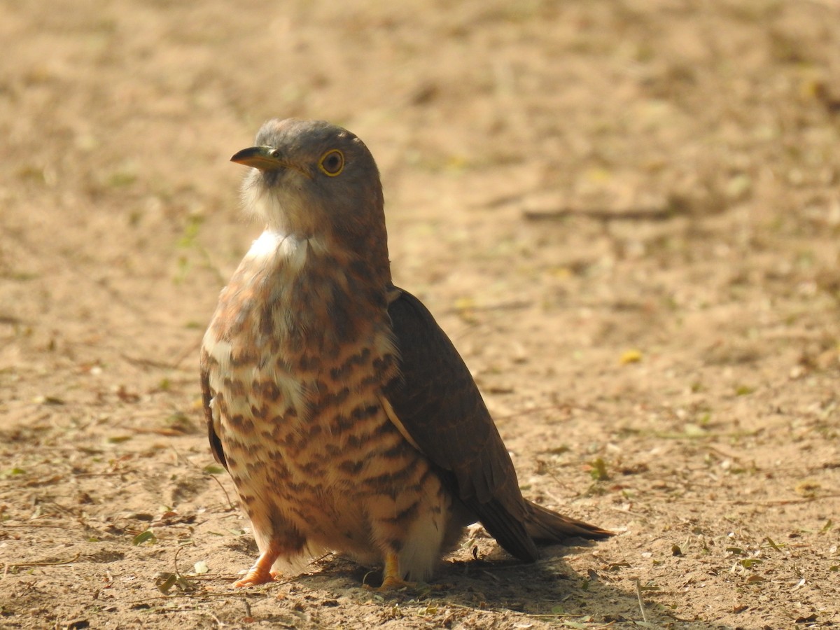 Common Hawk-Cuckoo - ML615871559