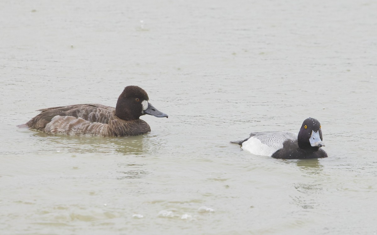 Lesser Scaup - ML615871601