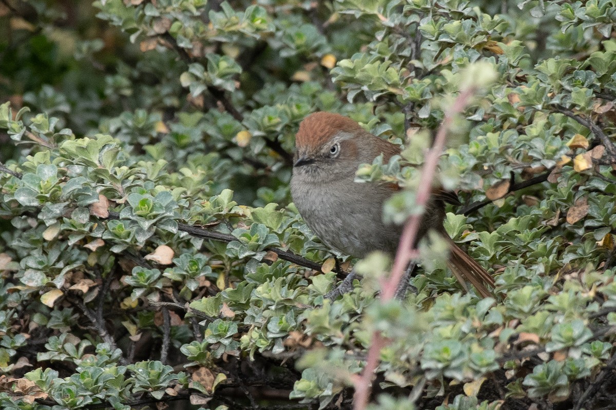 White-chinned Thistletail - ML615871634