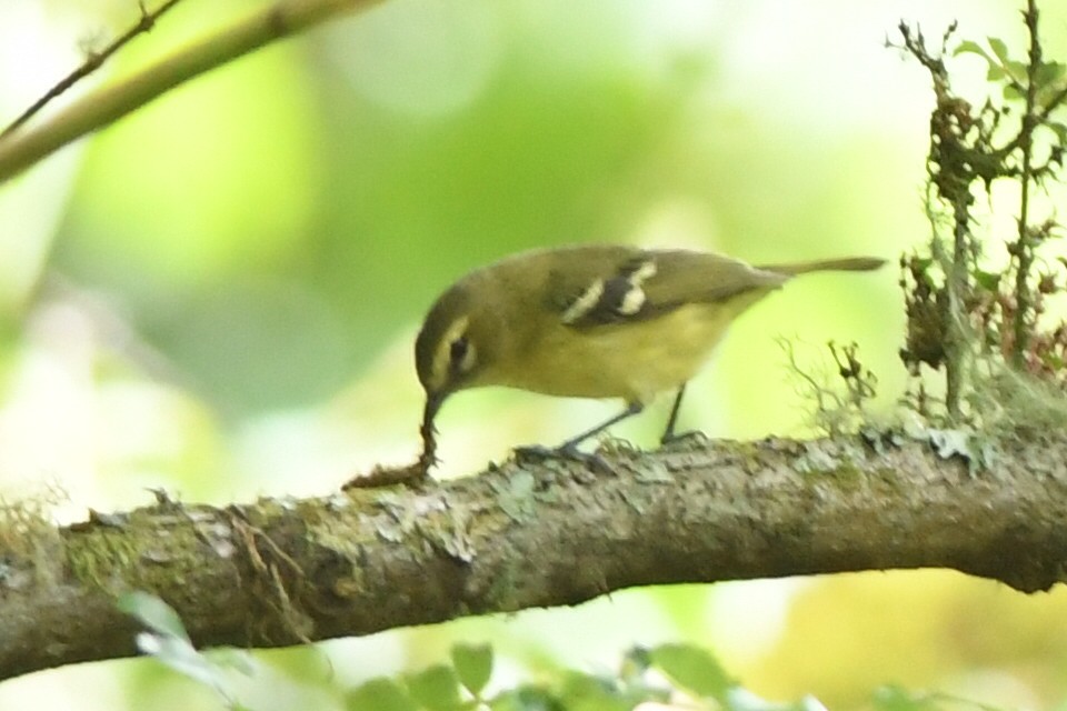 Yellow-winged Vireo - ML615871651