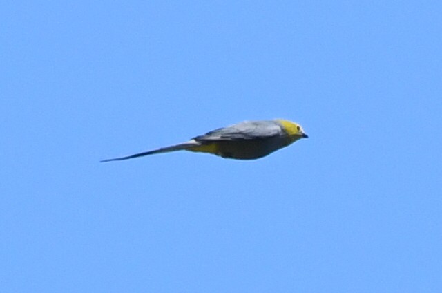 Long-tailed Silky-flycatcher - Kiah R. Jasper