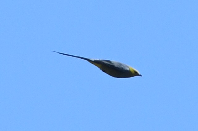 Long-tailed Silky-flycatcher - Kiah R. Jasper
