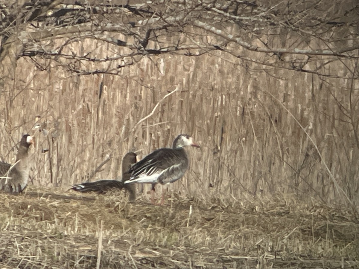 Snow x Greater White-fronted Goose (hybrid) - Aaron Stutz