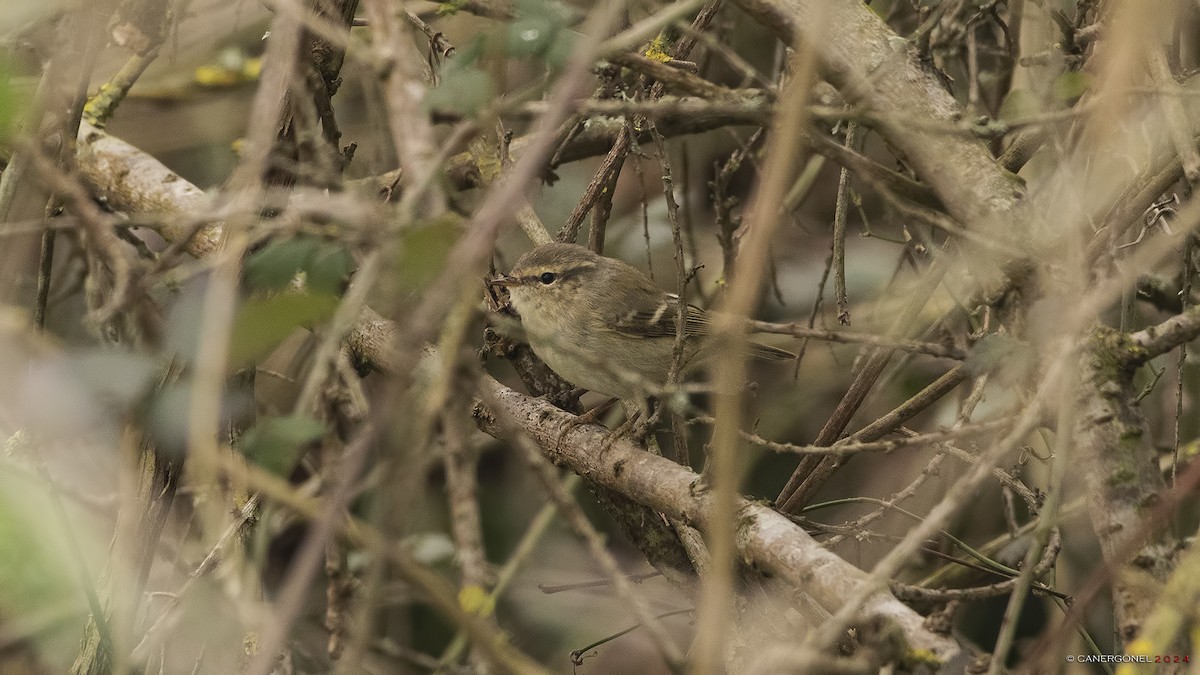 Hume's Warbler - ML615871692