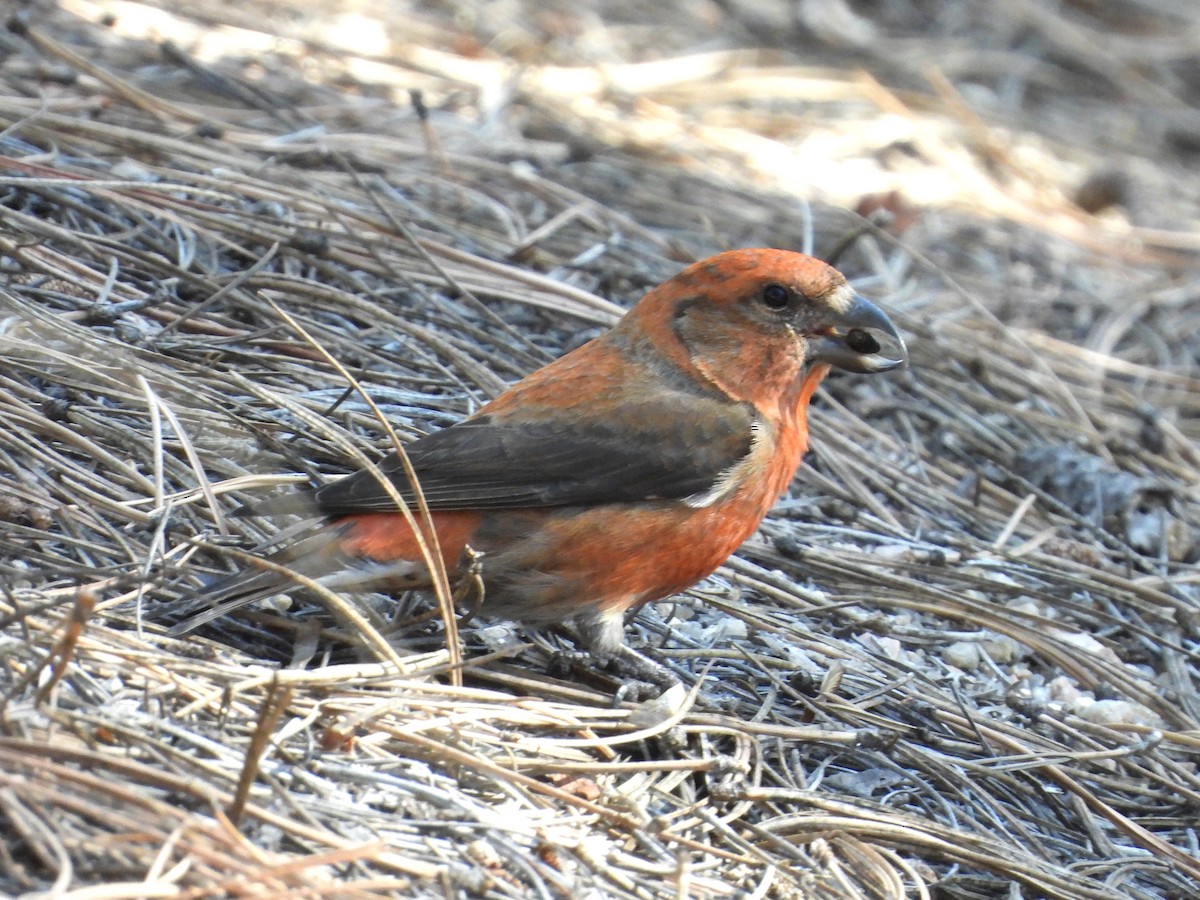 Red Crossbill - ML615871707