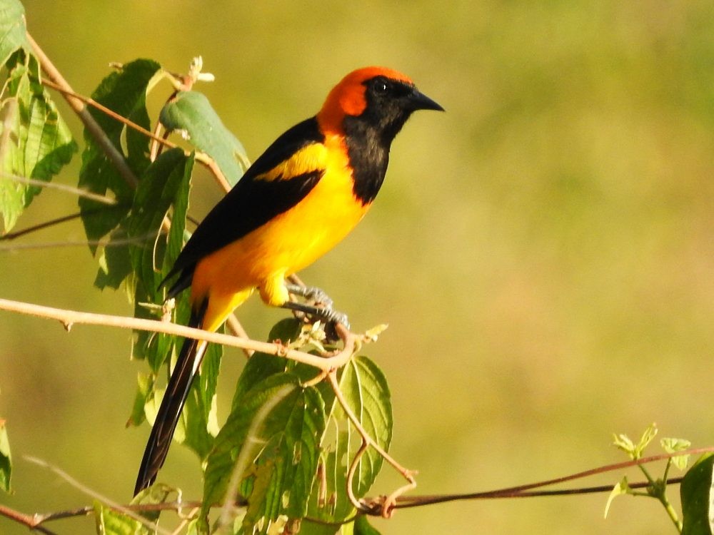 Orange-crowned Oriole - Fernando Nunes