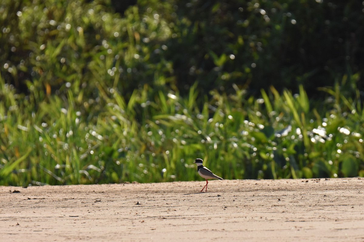 Pied Plover - ML615871731