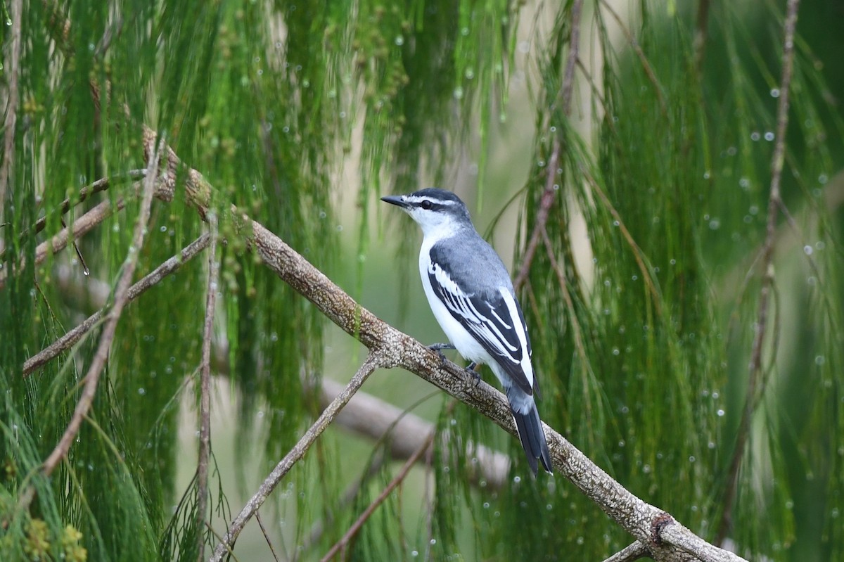 White-rumped Triller - Antoine Reboul