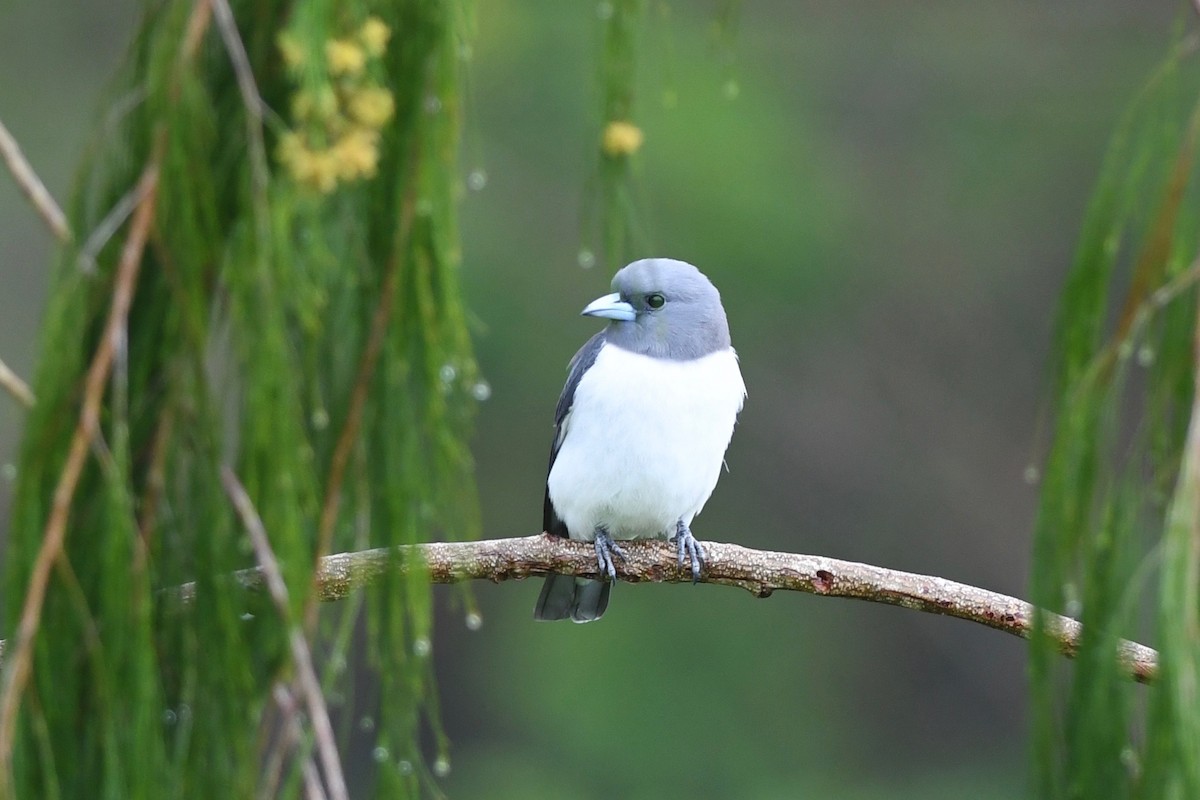White-breasted Woodswallow - ML615871790