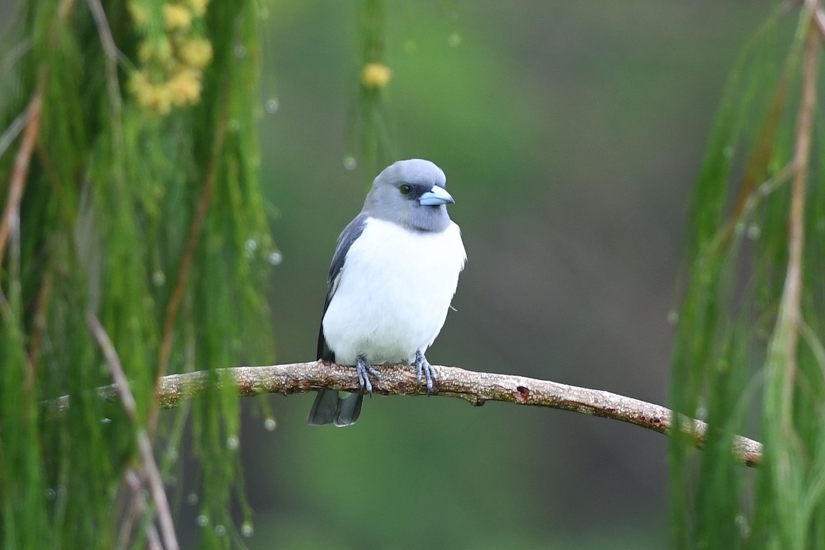 White-breasted Woodswallow - ML615871791