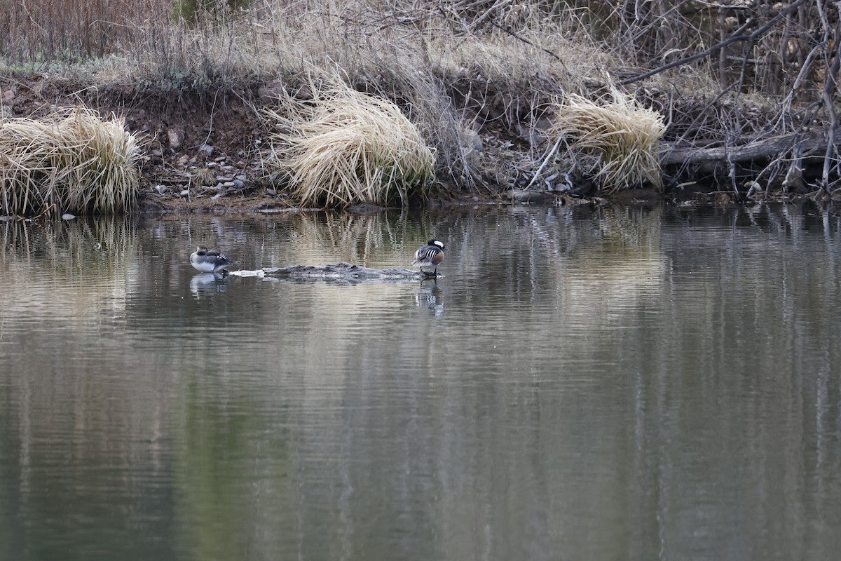 Hooded Merganser - Charles Hathcock