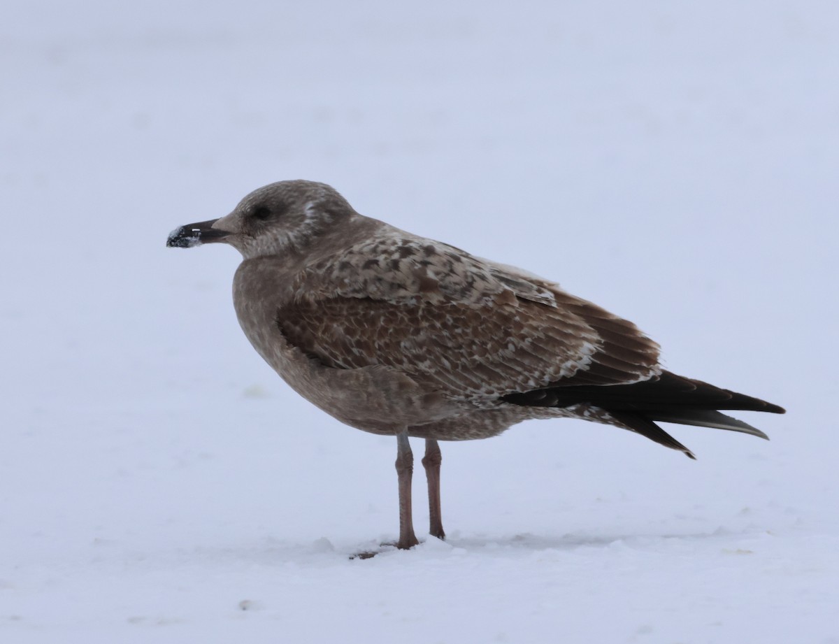 Herring Gull - ML615871800