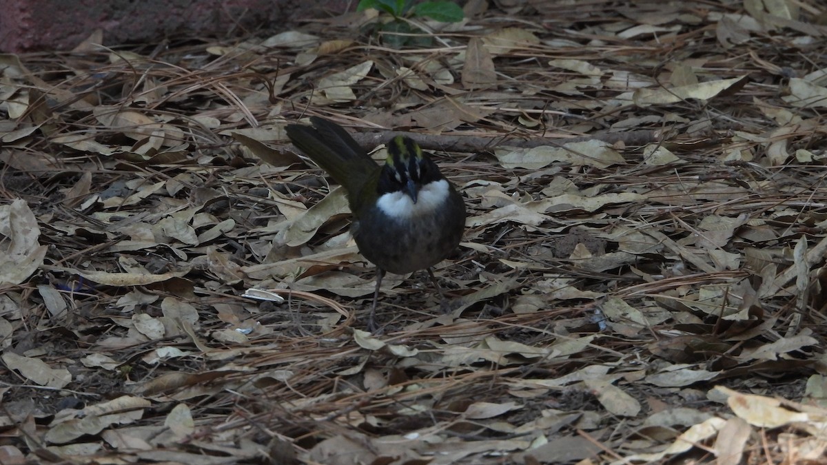 Green-striped Brushfinch - ML615871811