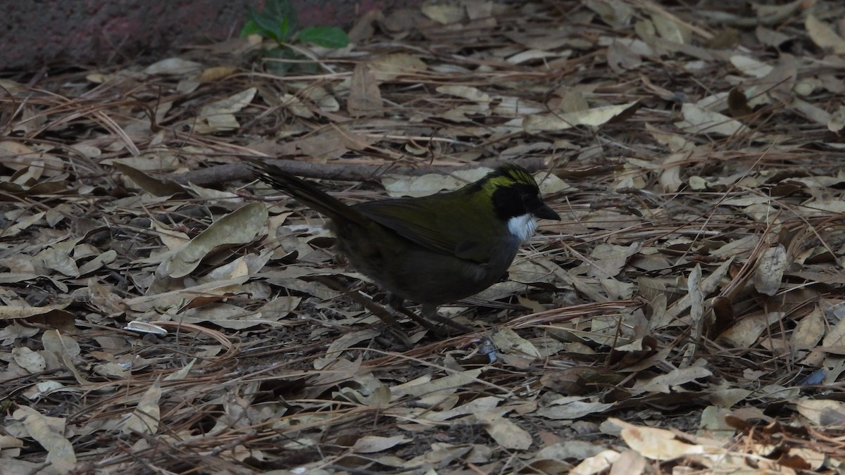 Green-striped Brushfinch - ML615871812