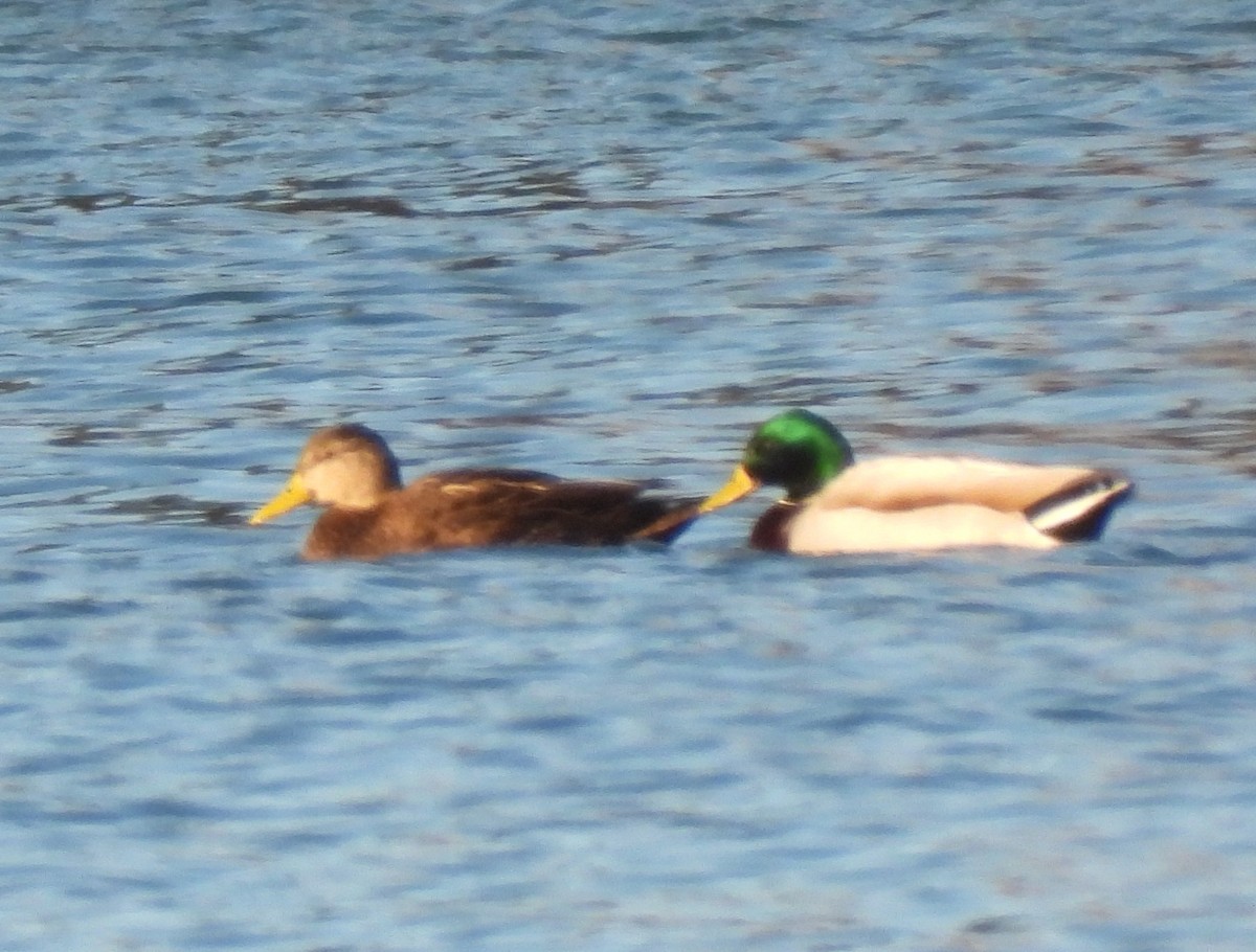 American Black Duck - ML615871834