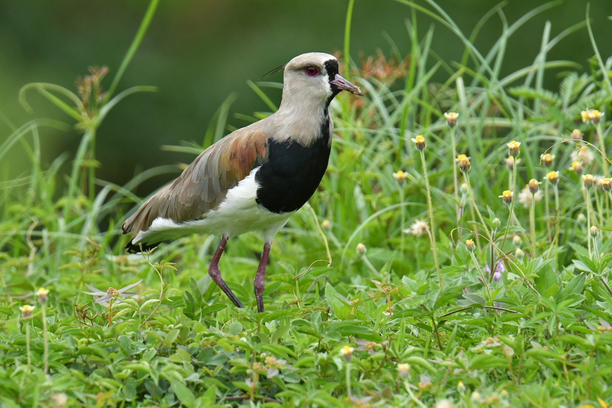 Southern Lapwing - ML615871840