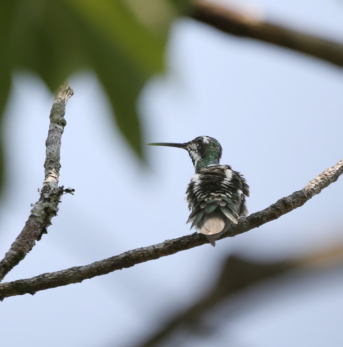 Black-throated Mango - ML615871857