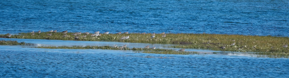 Whimbrel (European) - ML615871885