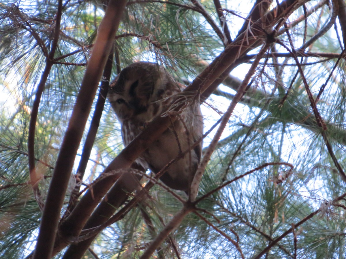 Northern Saw-whet Owl - ML615871892